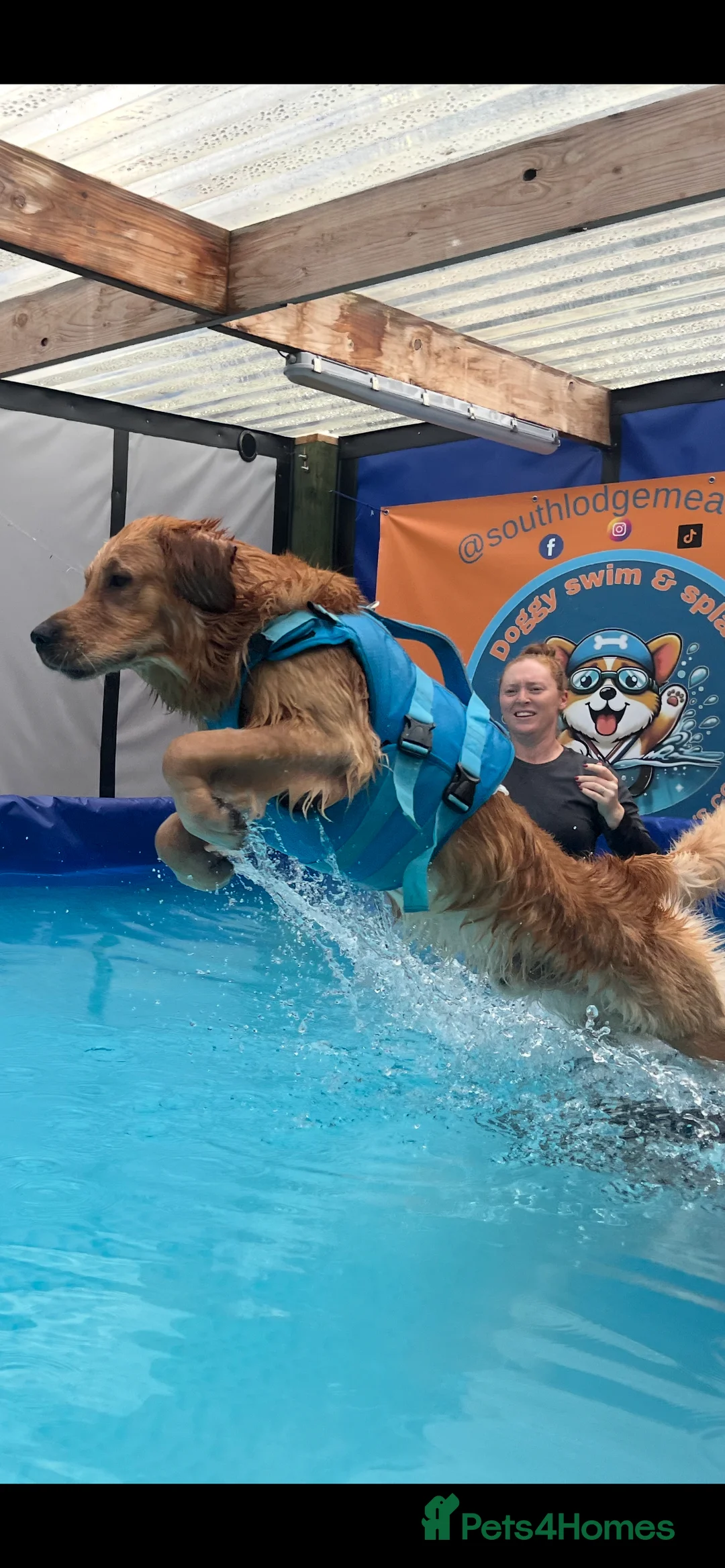 Golden Retriever dogs for stud: Frank is ready to be a Stud dog - Advert 4