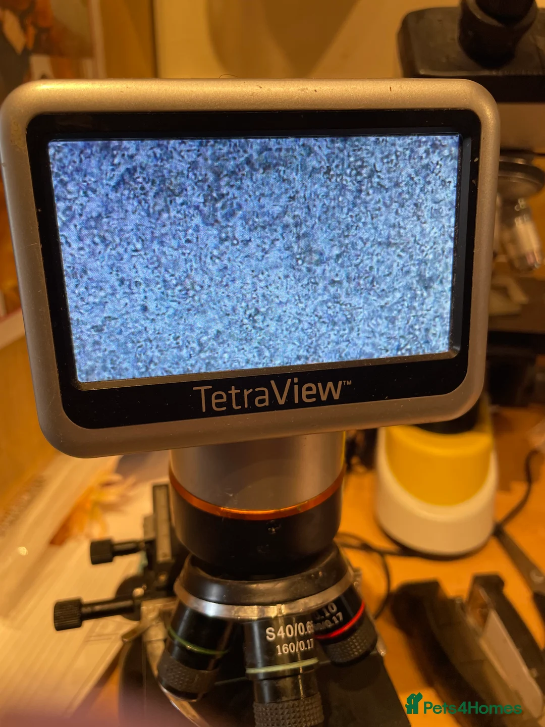 Boston Terrier dogs for stud: Small Proven Boston Terrier Stud in Doncaster - Advert 9