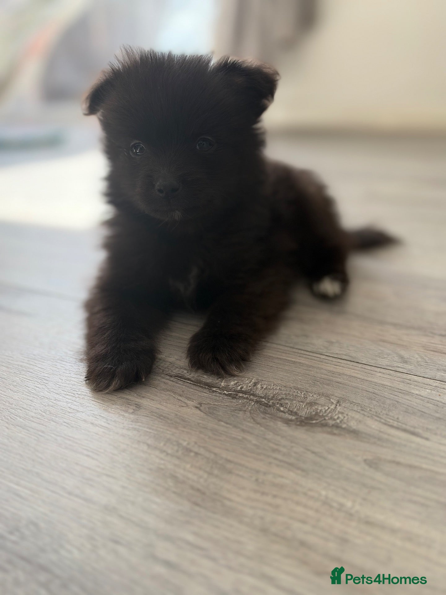 Pomeranian dogs 🐶 Stunning Pomeranian Puppies 2 Boys an 1 Girl 🐶 - Advert 6