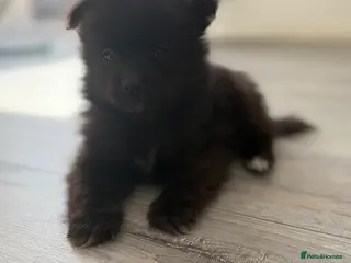 Pomeranian dogs 🐶 Stunning Pomeranian Puppies 2 Boys an 1 Girl 🐶 - Advert 6