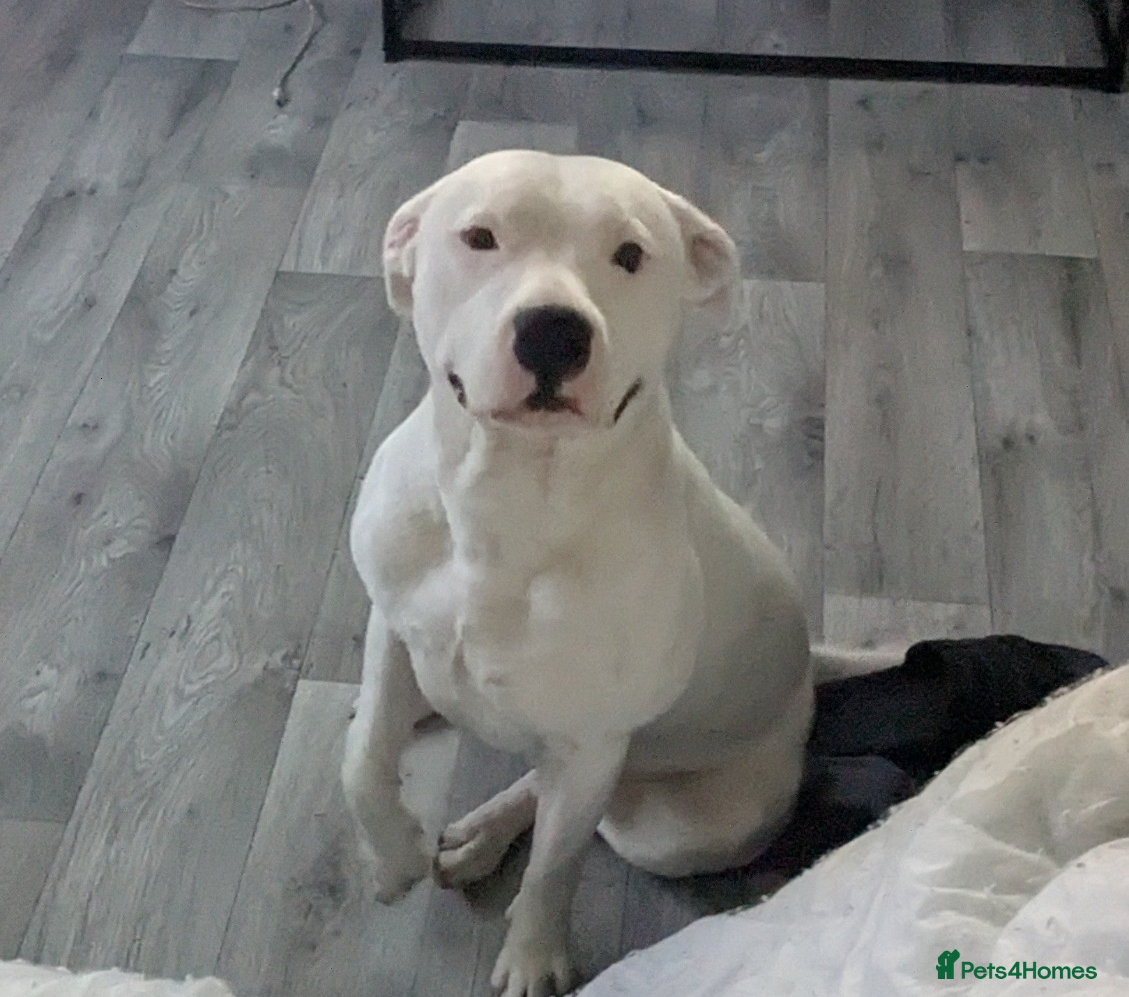 Staffordshire Bull Terrier dogs White Staffordshire Bull Terrier for Stud - Advert 1