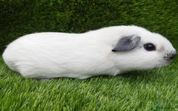 Guinea Pig rodents for sale:  4 BOYS all young babies  - Image 5