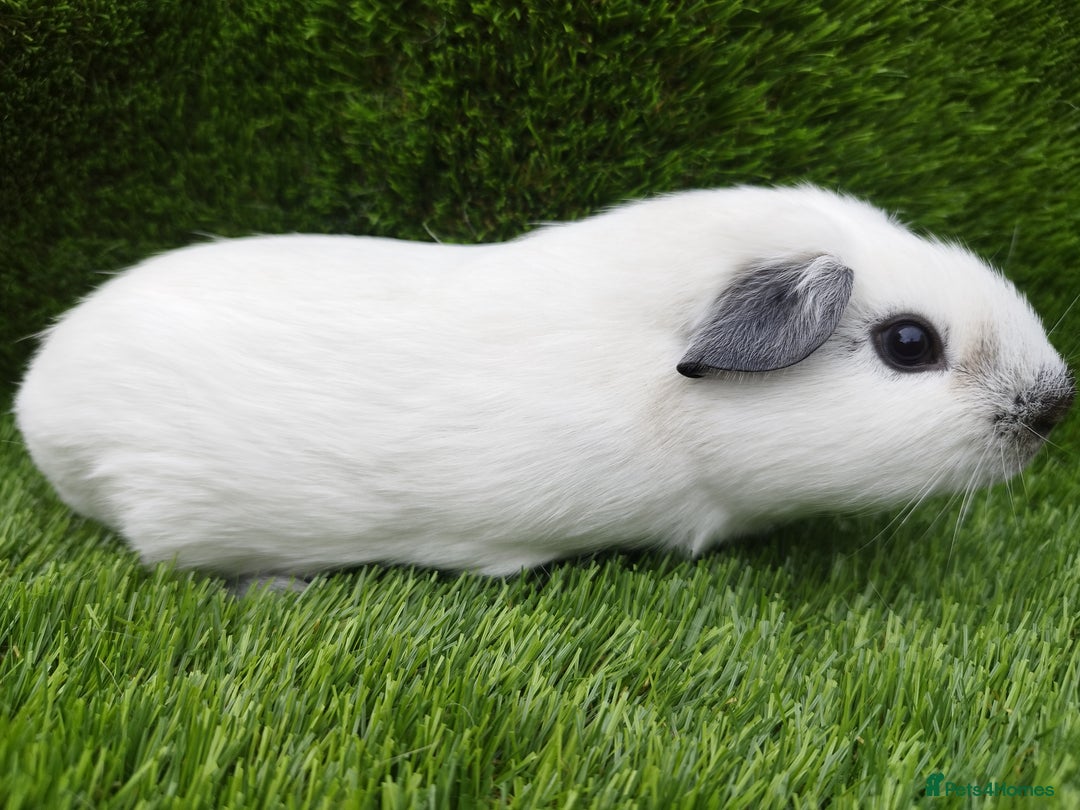Guinea Pig rodents for sale:  4 BOYS all young babies  - Image 5