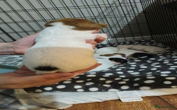 Parson Russell dogs for sale: Parson russell  - Image 4