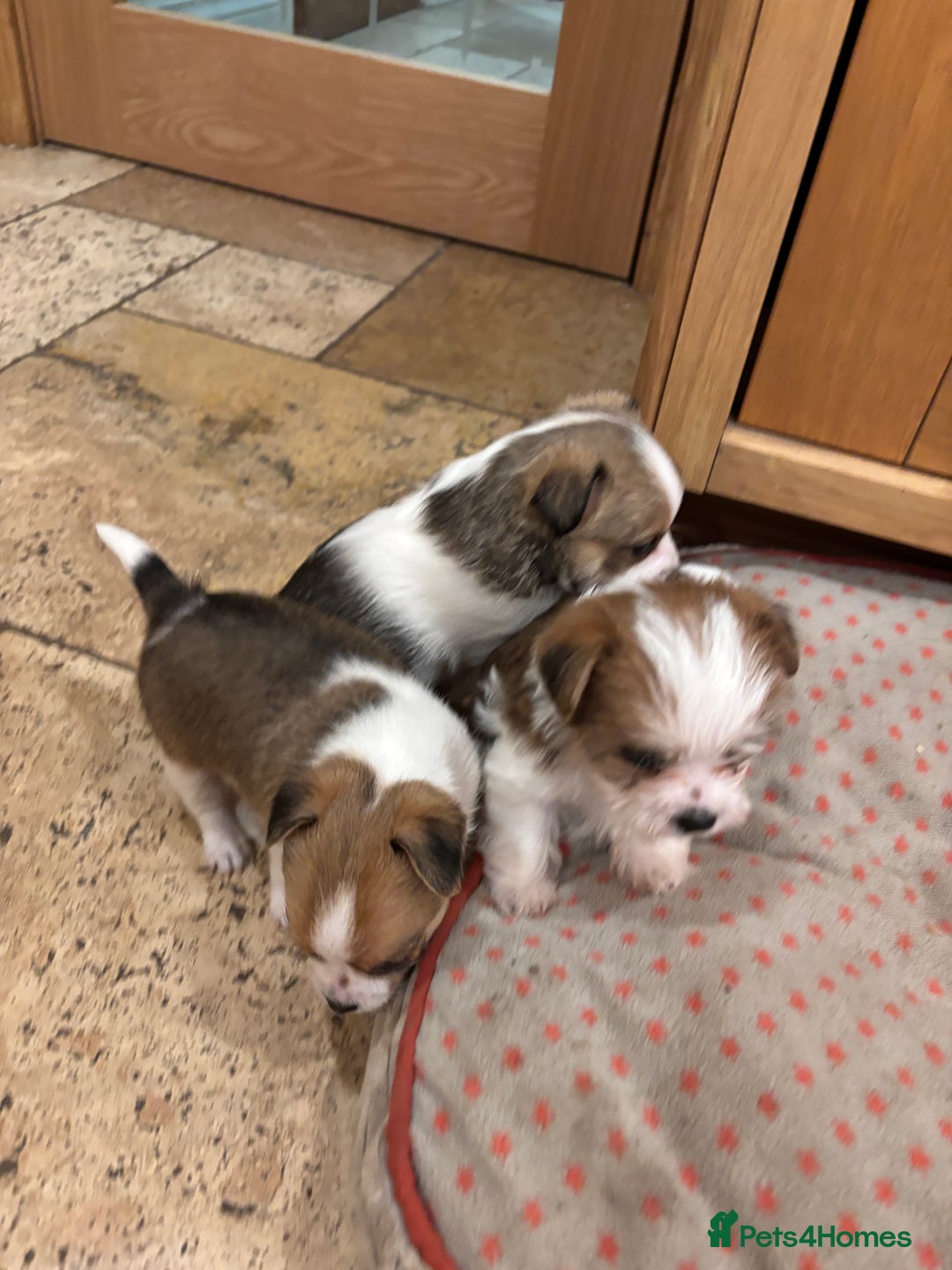 Mixed Breed dogs for sale: Adorable Puppies! - Advert 8