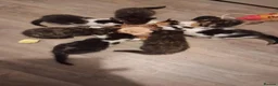 Ragdoll cats for sale: Ragdol x half Main Coon  - Advert 1