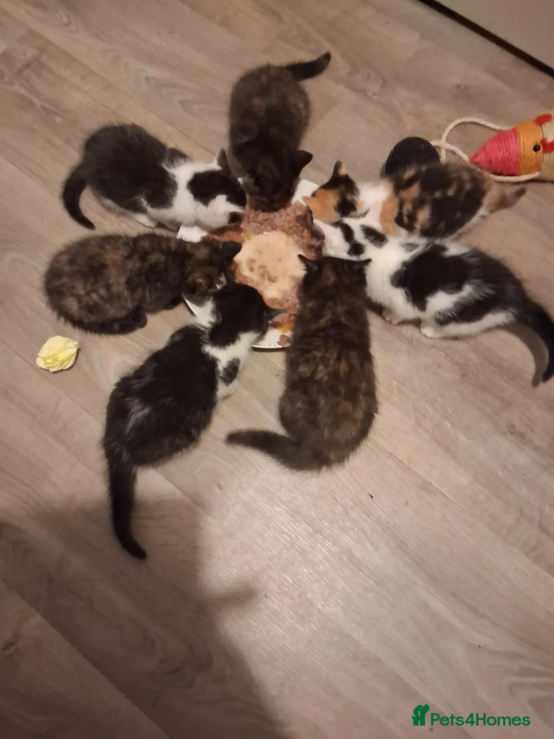 Ragdoll cats for sale: Ragdol x half Main Coon  - Advert 1