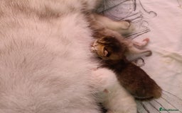 British Shorthair cats for sale: Scottish Fold and Straight kittens  - Image 13