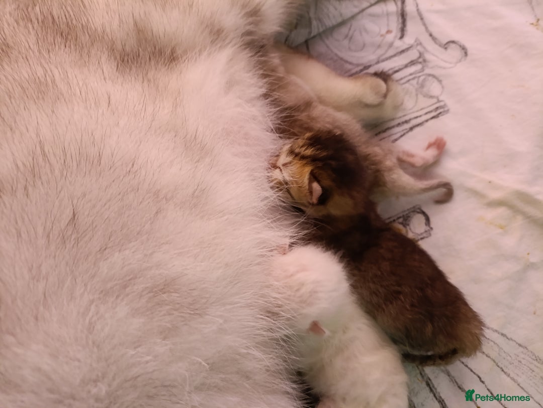 British Shorthair cats for sale: Scottish Fold and Straight kittens  - Image 13