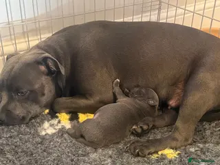 Staffordshire Bull Terrier dogs Blue Staffordshire bull terrier puppies - Advert 13