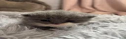 British Shorthair cats for sale: Beautiful British Shorthair Kittens  in Burton-on-Trent - Advert 7