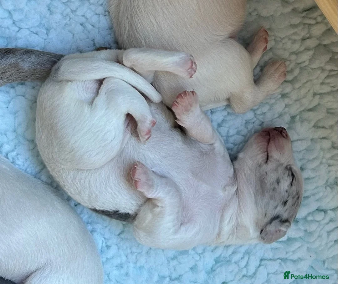 Whippet dogs for sale: Whippet lurcher pups - Advert 11