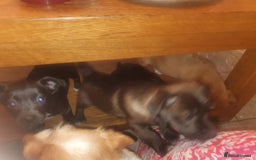 Mixed Breed dogs for sale: 3 beautiful mixed breed puppies  in High Wycombe - Image 21