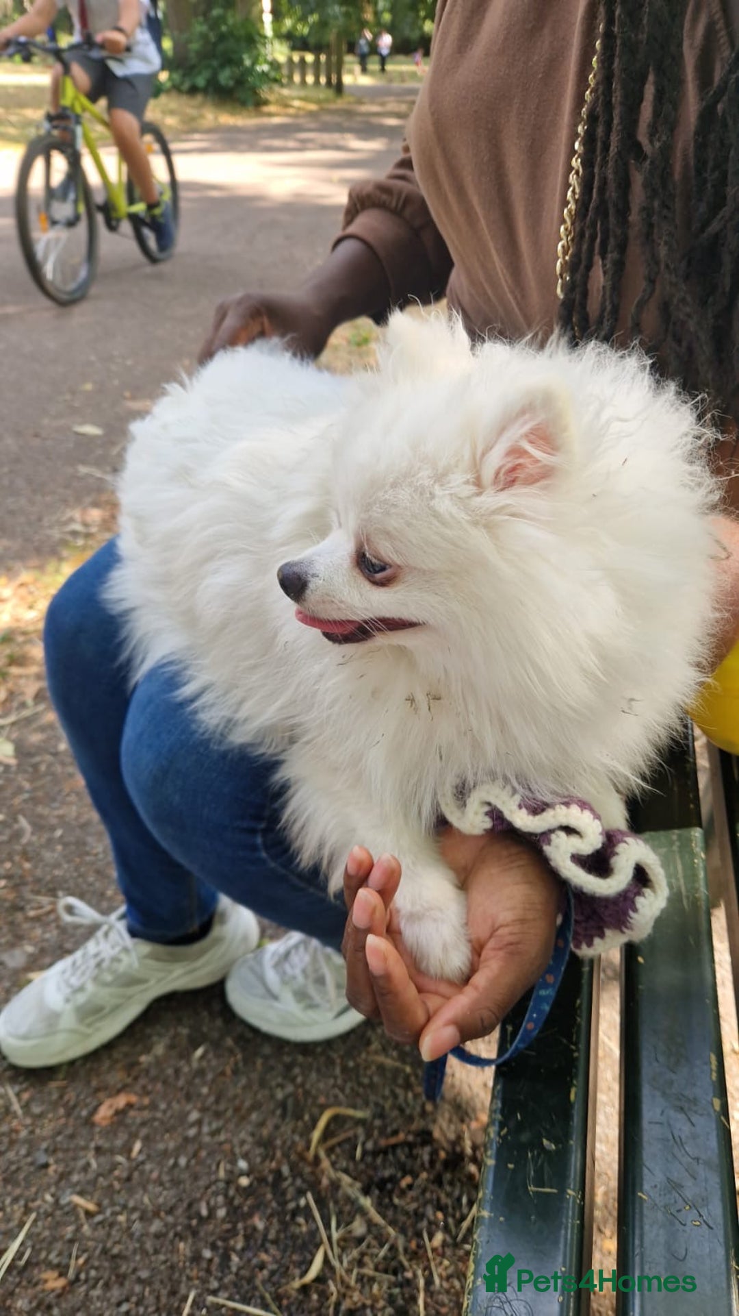 Pomeranian dogs for sale: Pure breed Pomeranian boy and girls  in London - Image 16