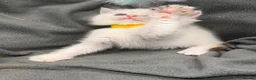 British Shorthair cats for sale: ✨Golden British Shorthair kittens ✨ - Advert 17