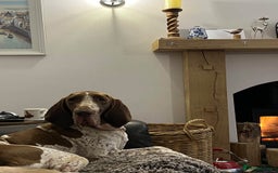 Bracco Italiano dogs for sale: Family raised Bracco Italiano puppies - Image 4