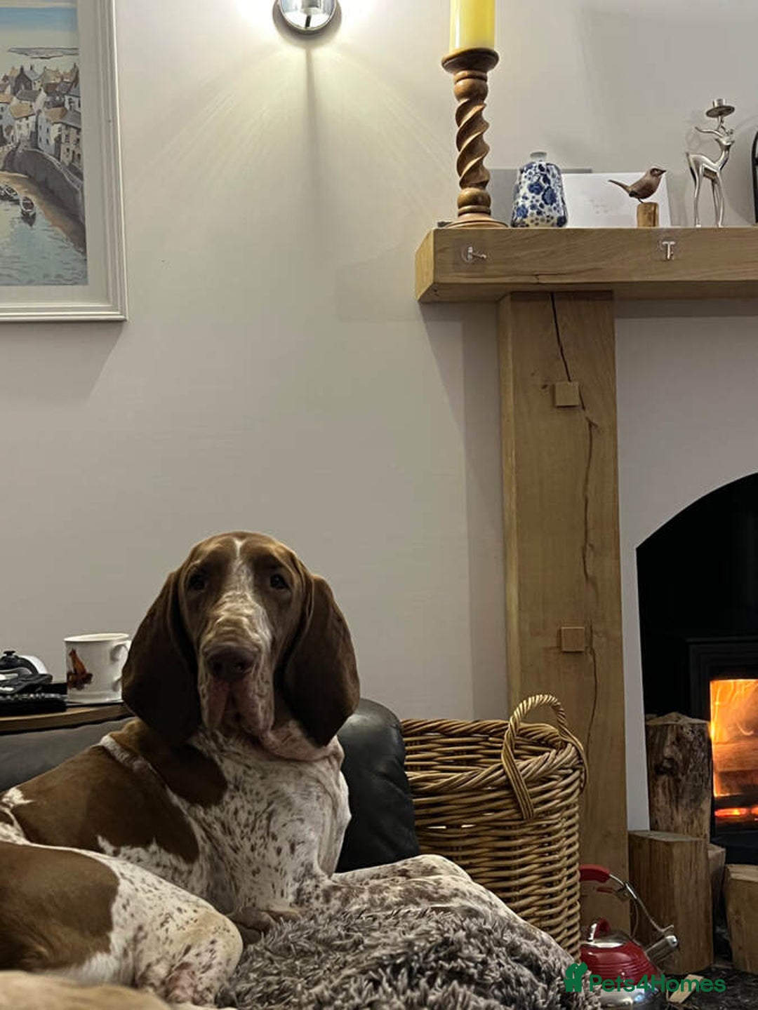 Bracco Italiano dogs for sale: Family raised Bracco Italiano puppies - Image 4