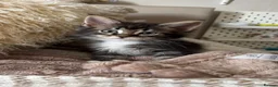 Maine Coon cats for sale: UPDATED - MAINE COON KITTENS. SOME POLYDACTYL  - Advert 20