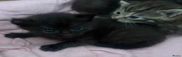 Mixed Breed cats for sale: Mixed breed kittens  in Selby - Advert 7