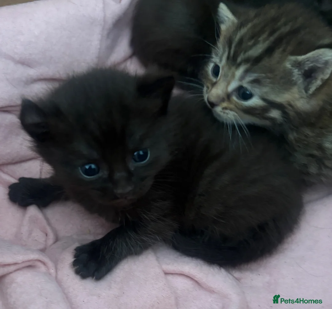 Mixed Breed cats for sale: Mixed breed kittens  in Selby - Advert 7