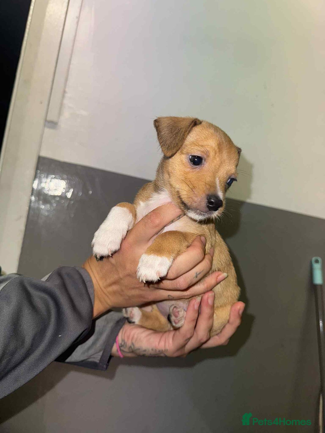 Patterjack dogs for sale: Patterjack/jackrussel - Image 19