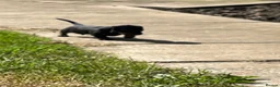Miniature Dachshund dogs for sale: KC Registered Miniature Dachshund Puppies - Advert 20