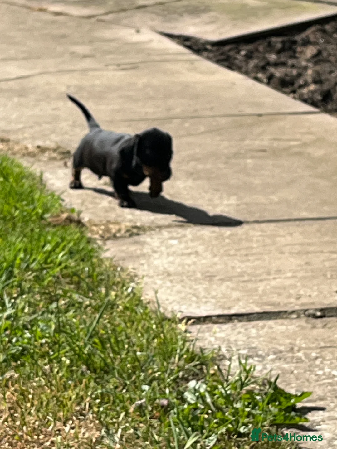 Miniature Dachshund dogs for sale: KC Registered Miniature Dachshund Puppies - Advert 20
