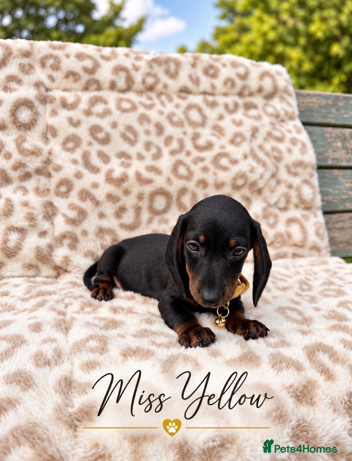 Miniature Dachshund dogs Blue and tan and Black and Tan Dachshund - Advert 2