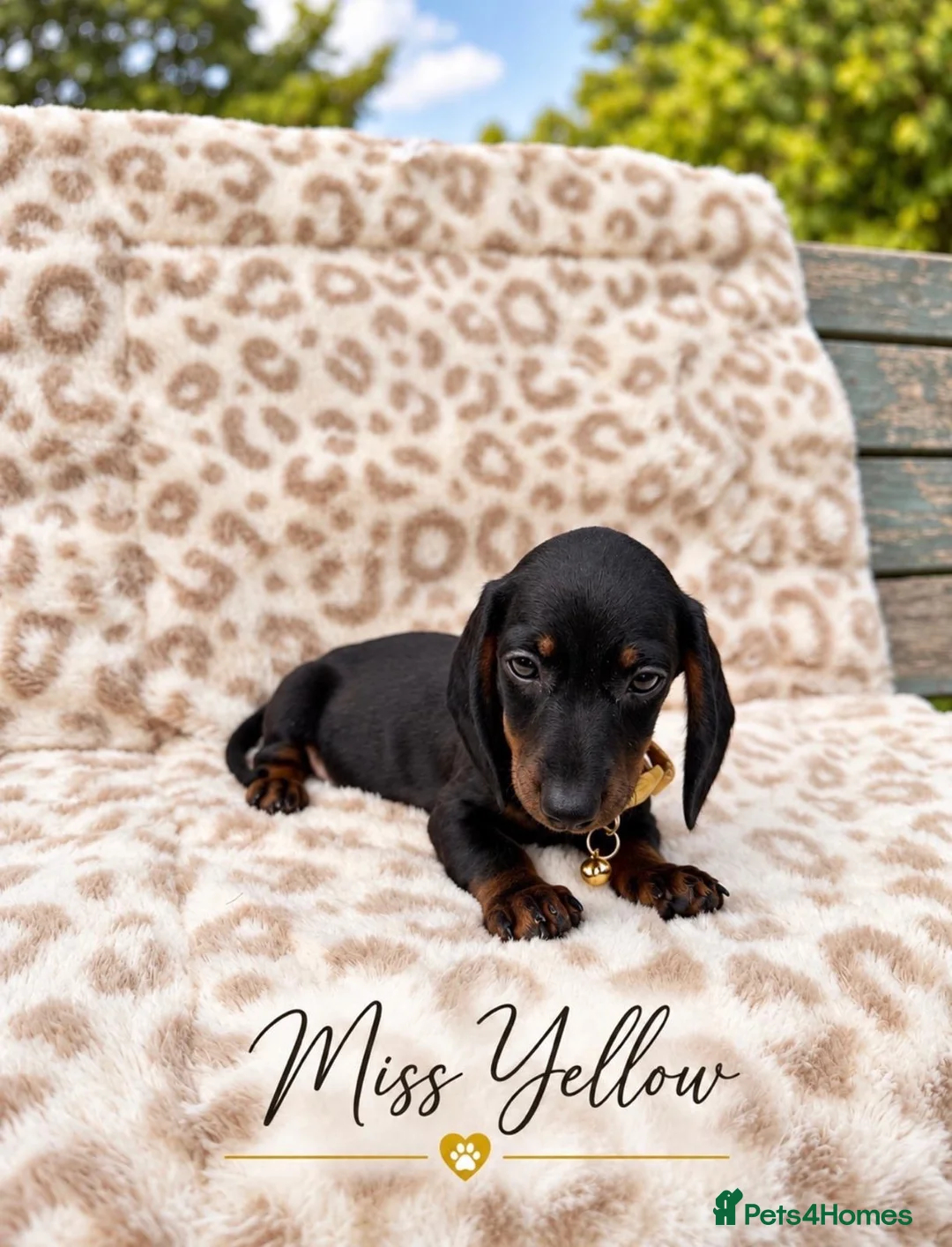 Miniature Dachshund dogs for sale: Blue and tan and Black and Tan Dachshund - Advert 2
