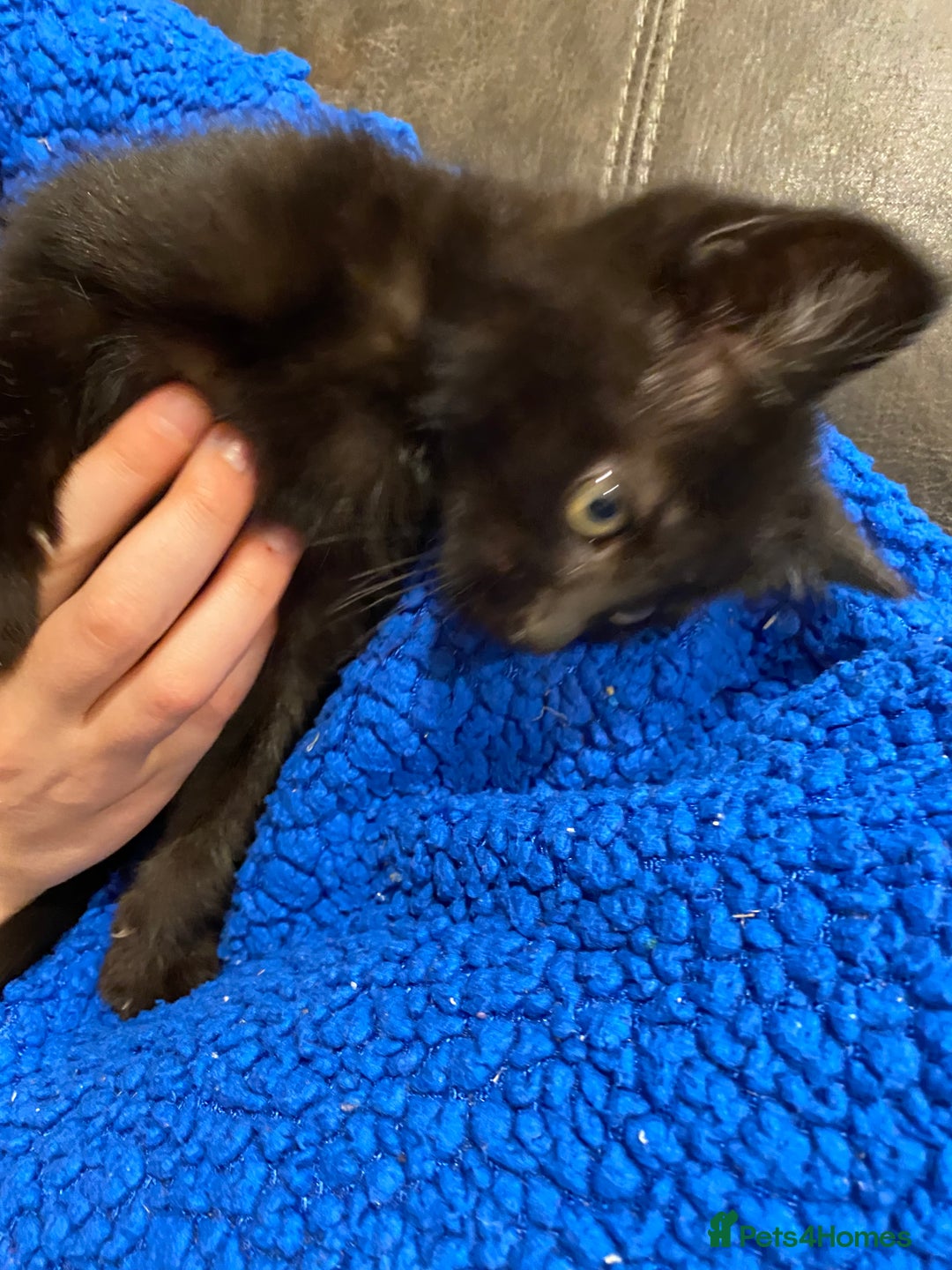 Mixed Breed cats for sale: Gorgeous fluffy black kitten full of love  - Advert 6