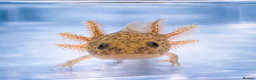 Axolotl reptiles for sale: Baby axolotls  - Advert 2