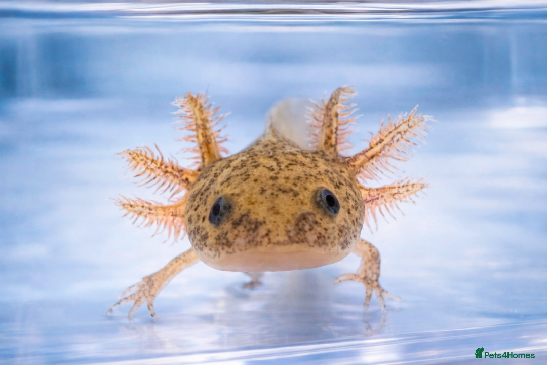 Axolotl reptiles for sale: Baby axolotls  - Advert 2