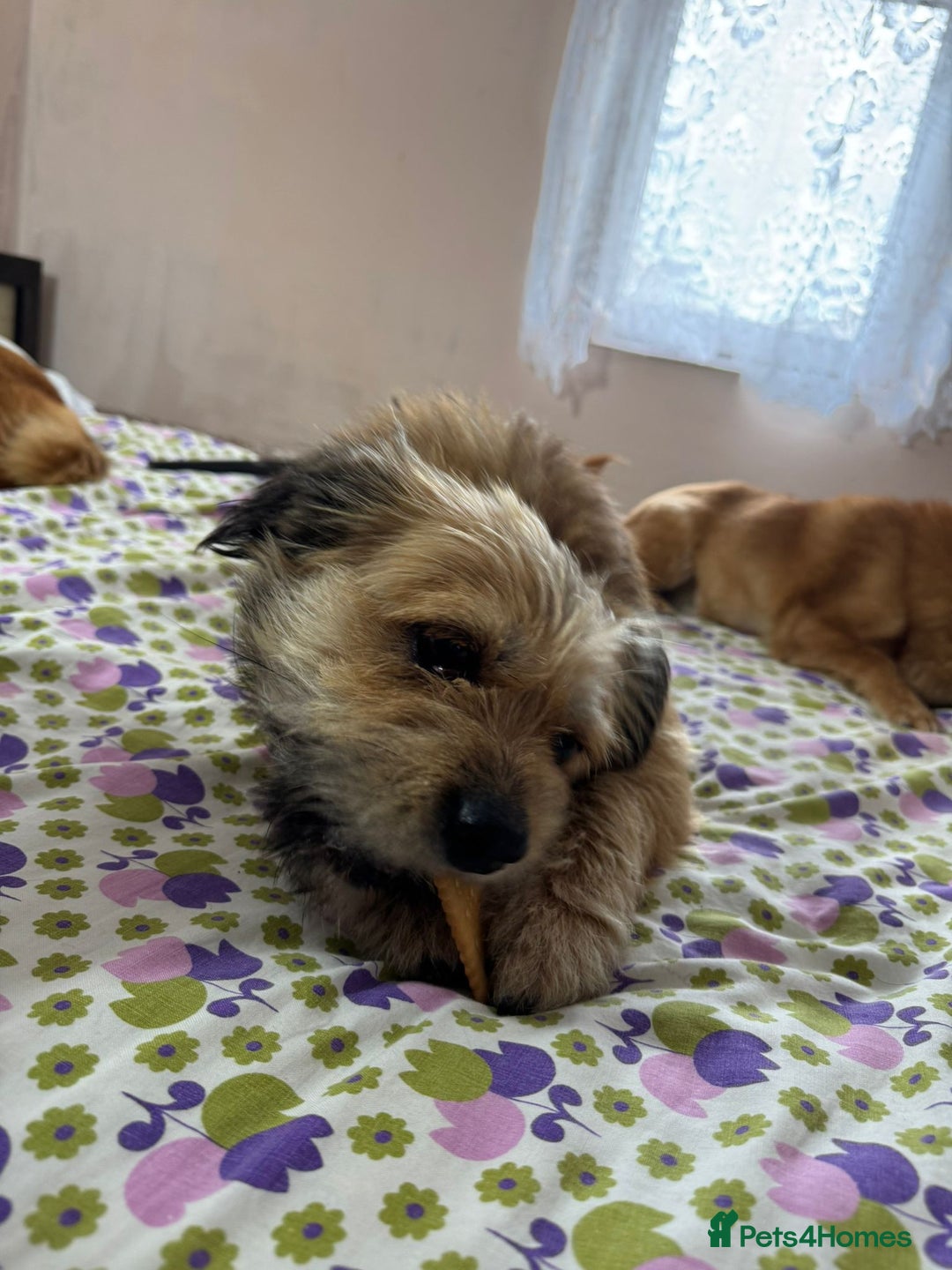 Mixed Breed dogs for adoption: 🐾 Meet COOKIE – Your Little Ray of Sunshine ☀️💛 - Advert 7