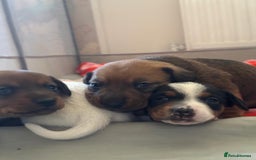 Miniature Dachshund dogs for sale: Dachshund x Jack Russell puppies (Jackshund) - Image 25