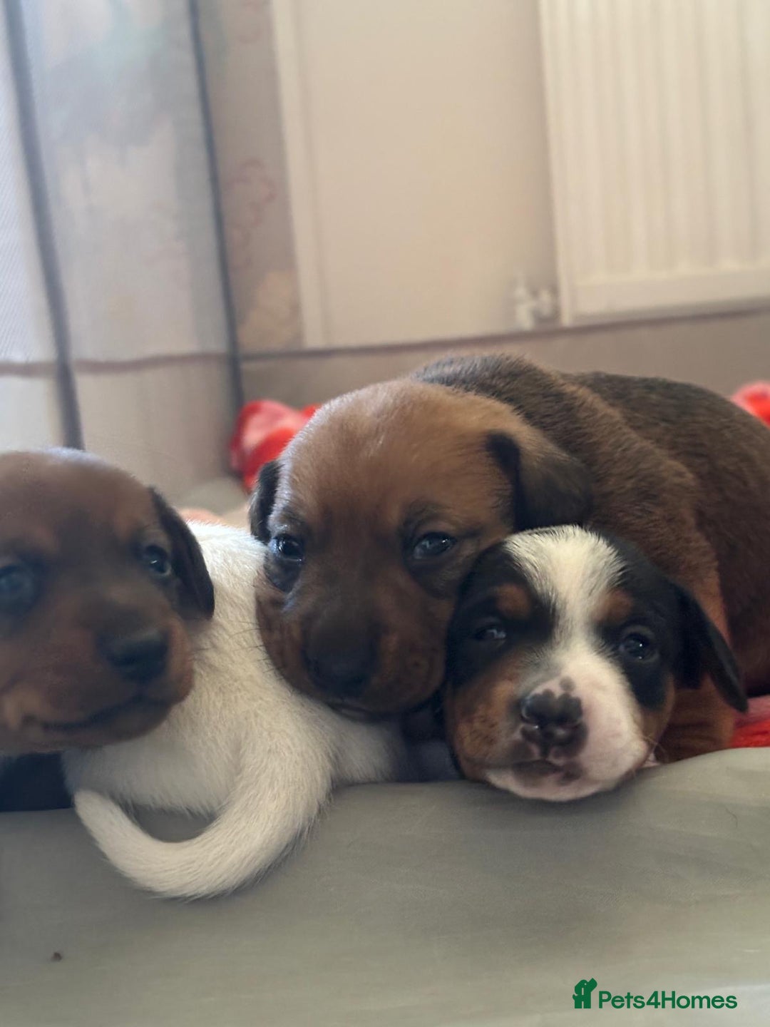 Miniature Dachshund dogs for sale: Dachshund x Jack Russell puppies (Jackshund) - Image 25