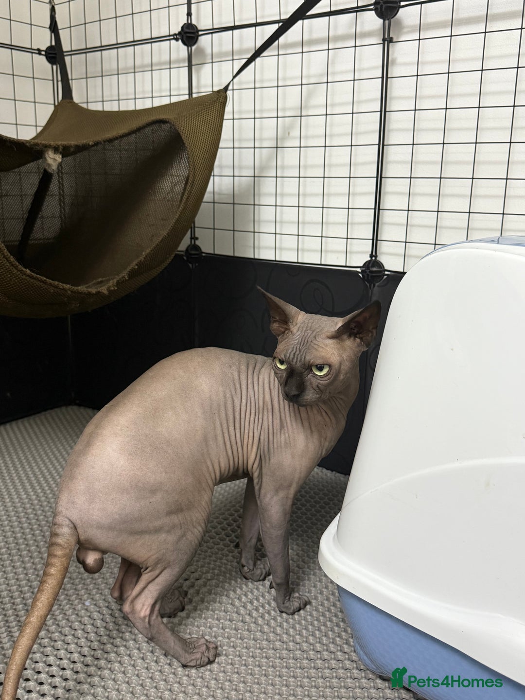 Sphynx cats for stud: TICA Registered Active, stunning Canadian Sphynx i - Advert 8