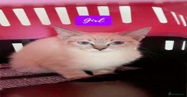 Ragdoll cats - Advert 1