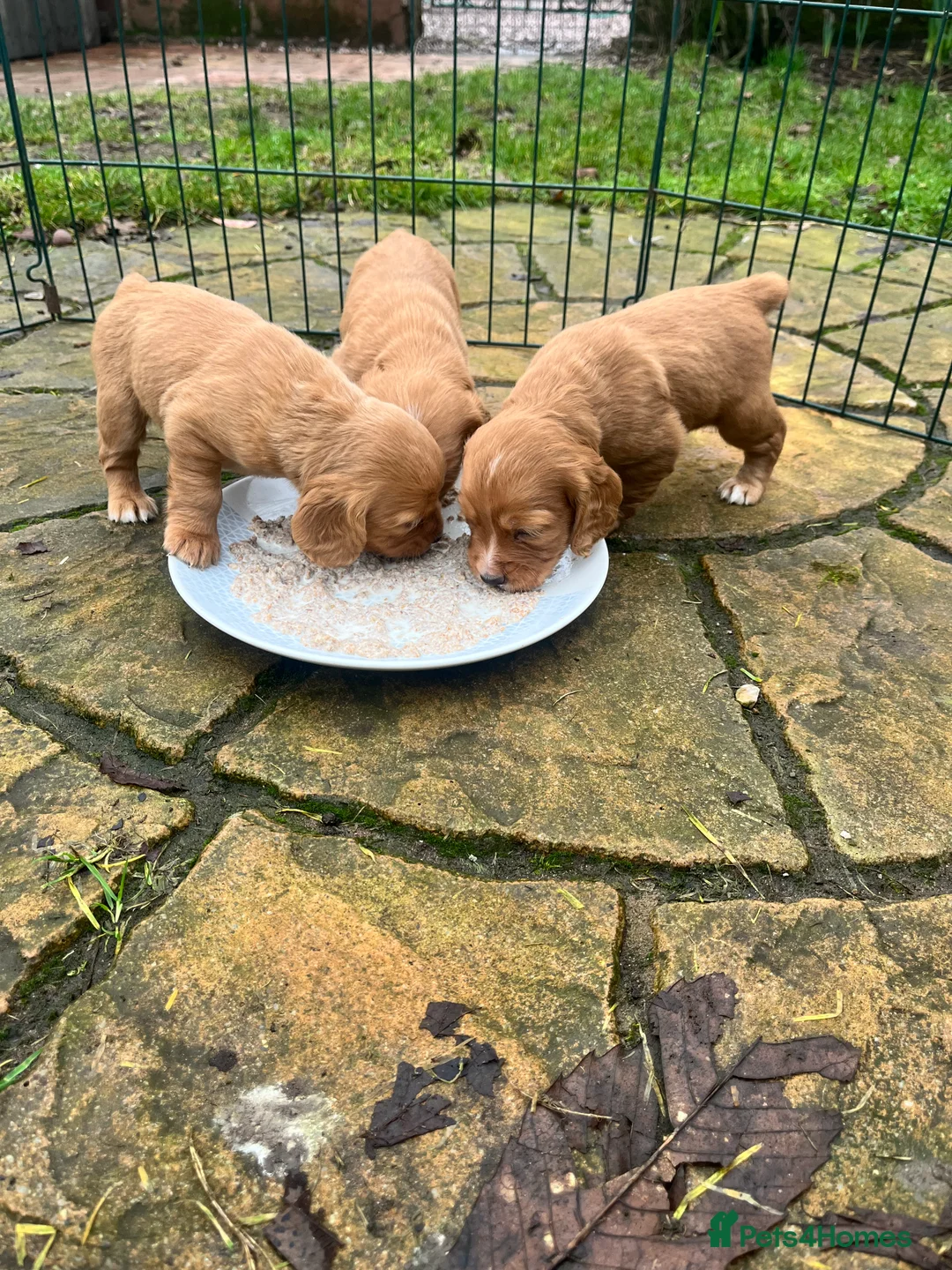 Cocker Spaniel dogs for sale: Working Cocker Spaniels  - Advert 2