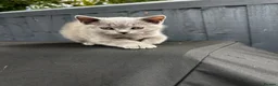 British Shorthair cats for sale: British Shorthair Kittens – Grey Girl & Brown Boy - Advert 3