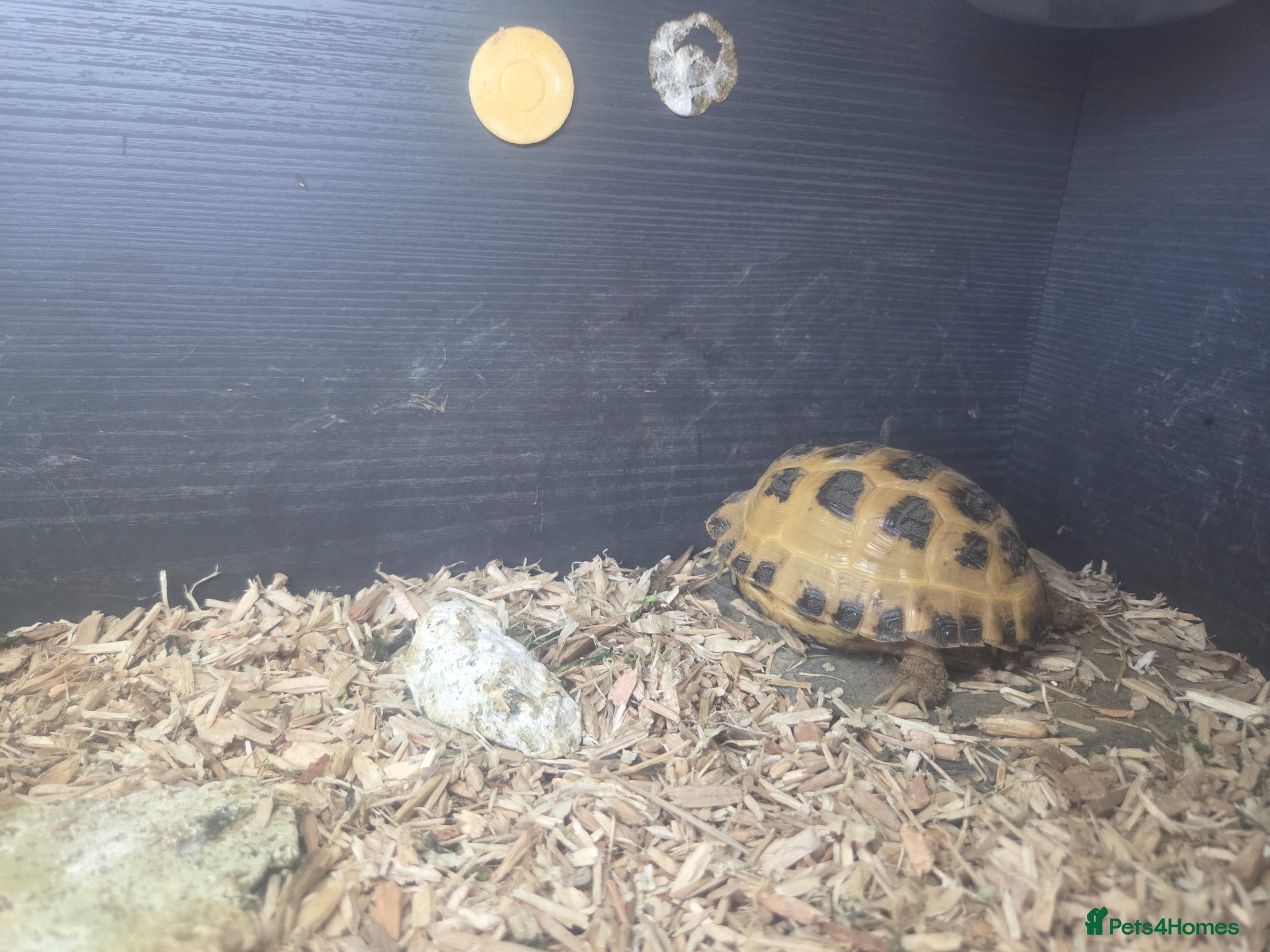 Tortoise reptiles Horsefield Tortoise  - Advert 7