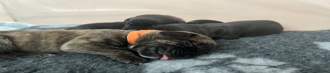 Cane Corso Puppy 2 Orange 