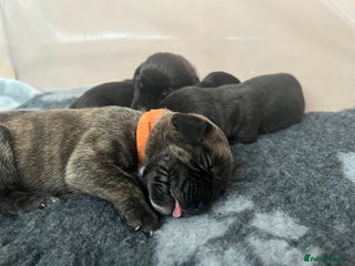 Cane Corso Puppy 2 Orange