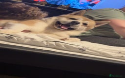 Akita dogs for sale: Beautiful akita boy - Advert 6