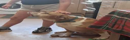 Alapaha Blue Blood Bulldog dogs for sale: Alapaha bulldog in need of forever loving home - Advert 8
