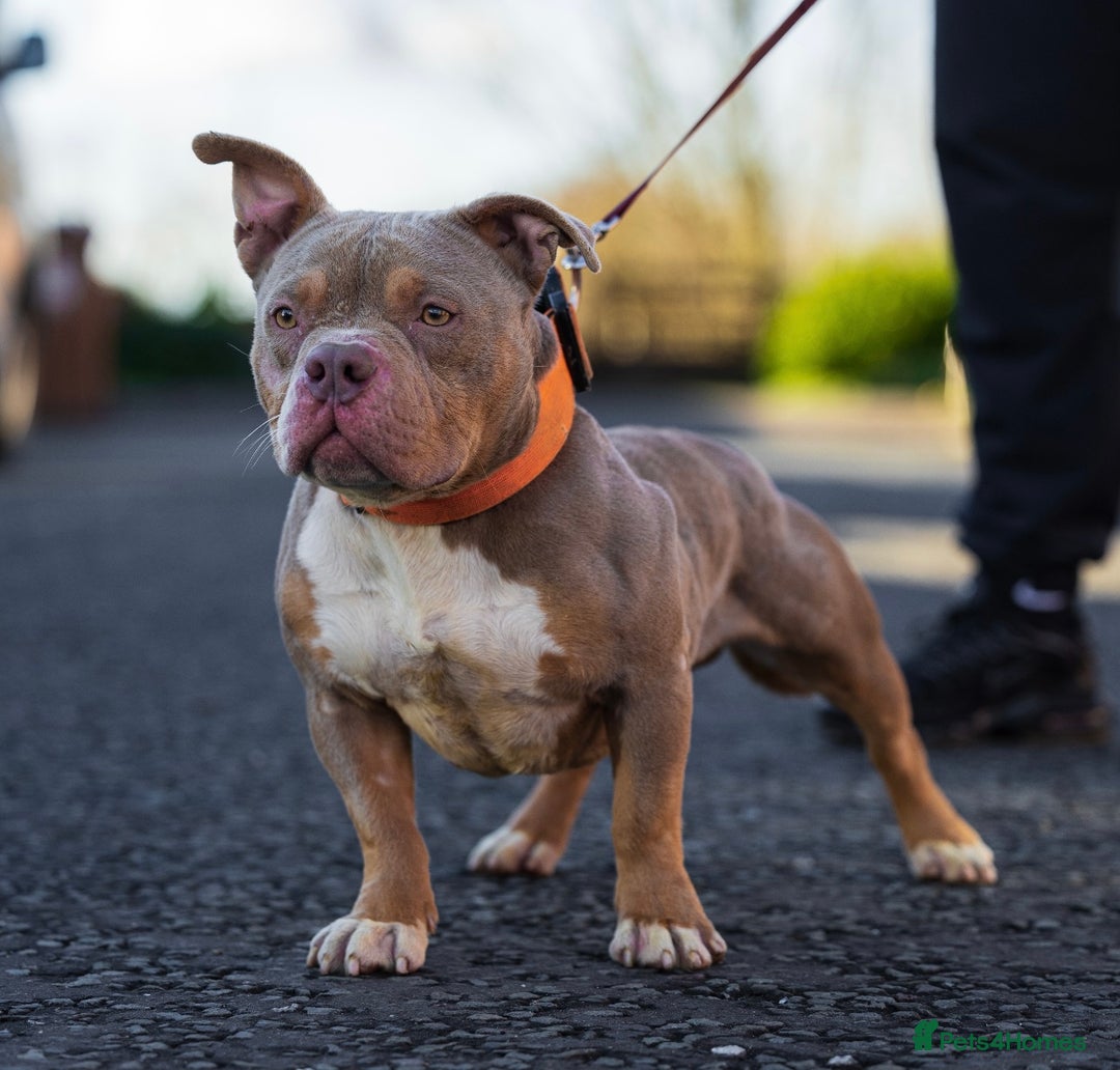American Bully dogs for stud: Lilac tri pocket bully  in Manchester - Image 3