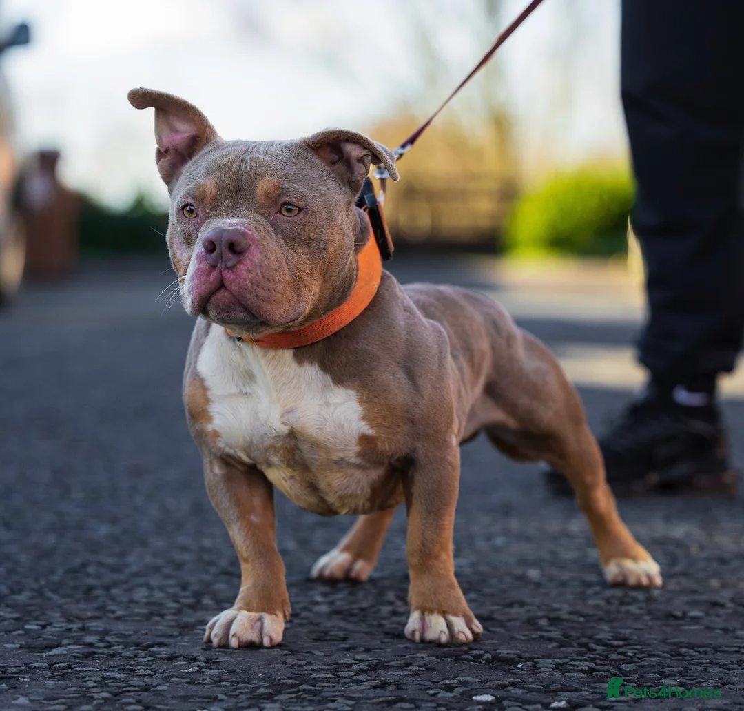 American Bully dogs for stud: Lilac tri pocket bully  in Manchester - Advert 3
