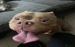 American Bully dogs for sale: American bullie - Image 2