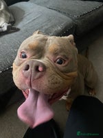 American Bully dogs - Advert 4