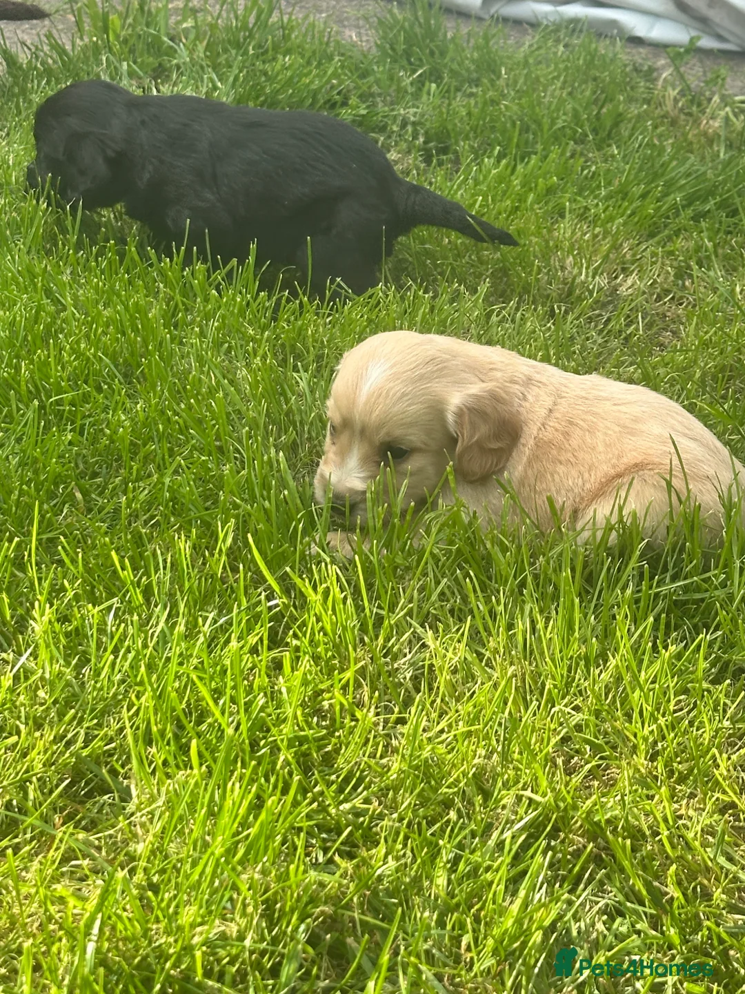 Cockapoo dogs for sale: Stunning cockapoo puppies  - Advert 38