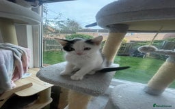 Domestic Shorthair cats for sale: 2 Male Kittens - Image 8